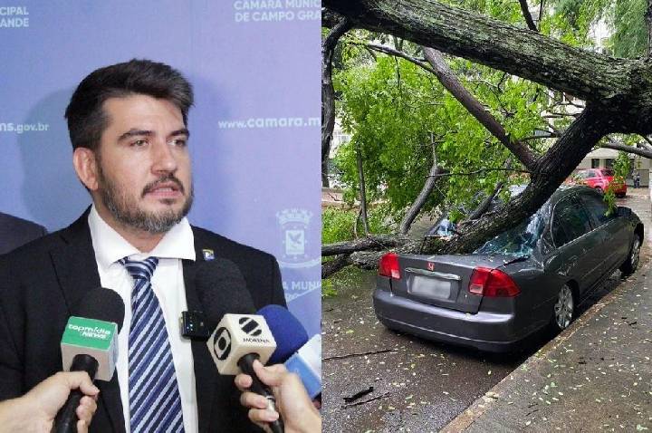 Tavares quer permitir retirada e poda de árvores sem multa para o cidadão