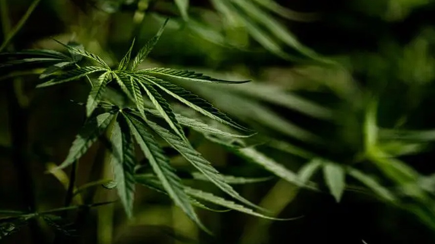 Congresso pode derrubar decisão do STF sobre porte de maconha