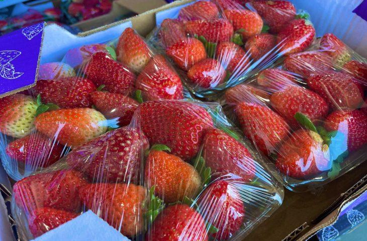 Ceasa: em meio a febre do morango do amor, procura pela fruta aumenta e preço já subiu 35%