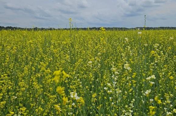 Visando diversificar safra agrícola, Governo posterga recolhimento do ICMS da carinata e outros 5 produtos